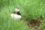 PICTURES/PUFFINS - Helmaey Island/t_PUFF (26).JPG
